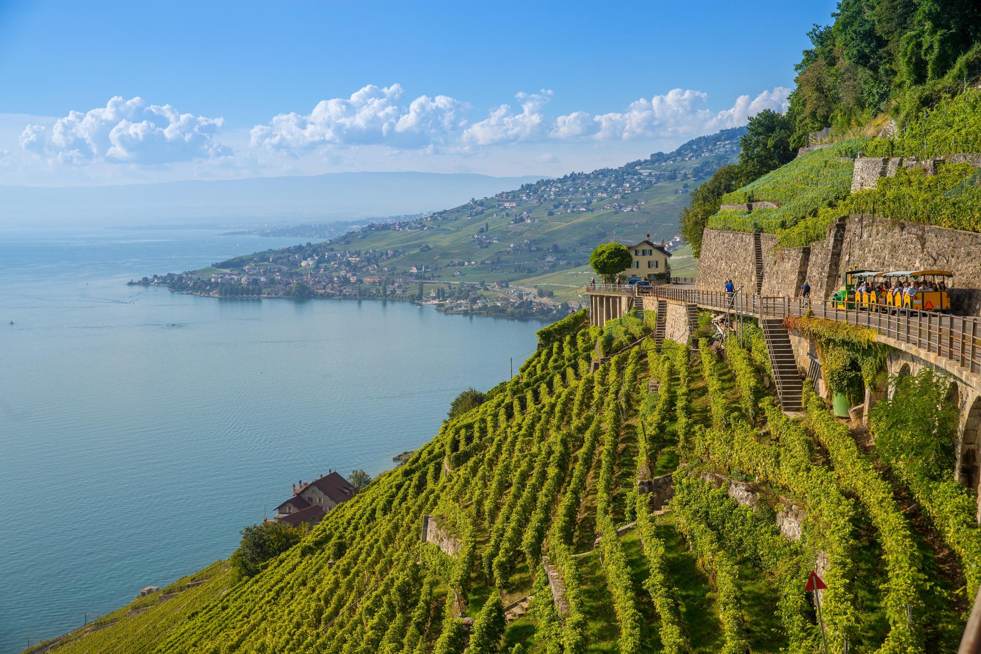 Les magnifiques terrasses viticoles de Lavaux au coucher du soleil avec vue sur le Lac Léman et les Alpes